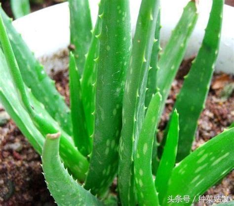 蘆薈種植|【家庭有菜】蘆薈的種植、繁殖與何時可以食用